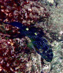 Cirrhitus rivulatus