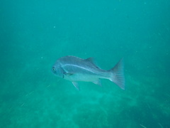 Anisotremus scapularis