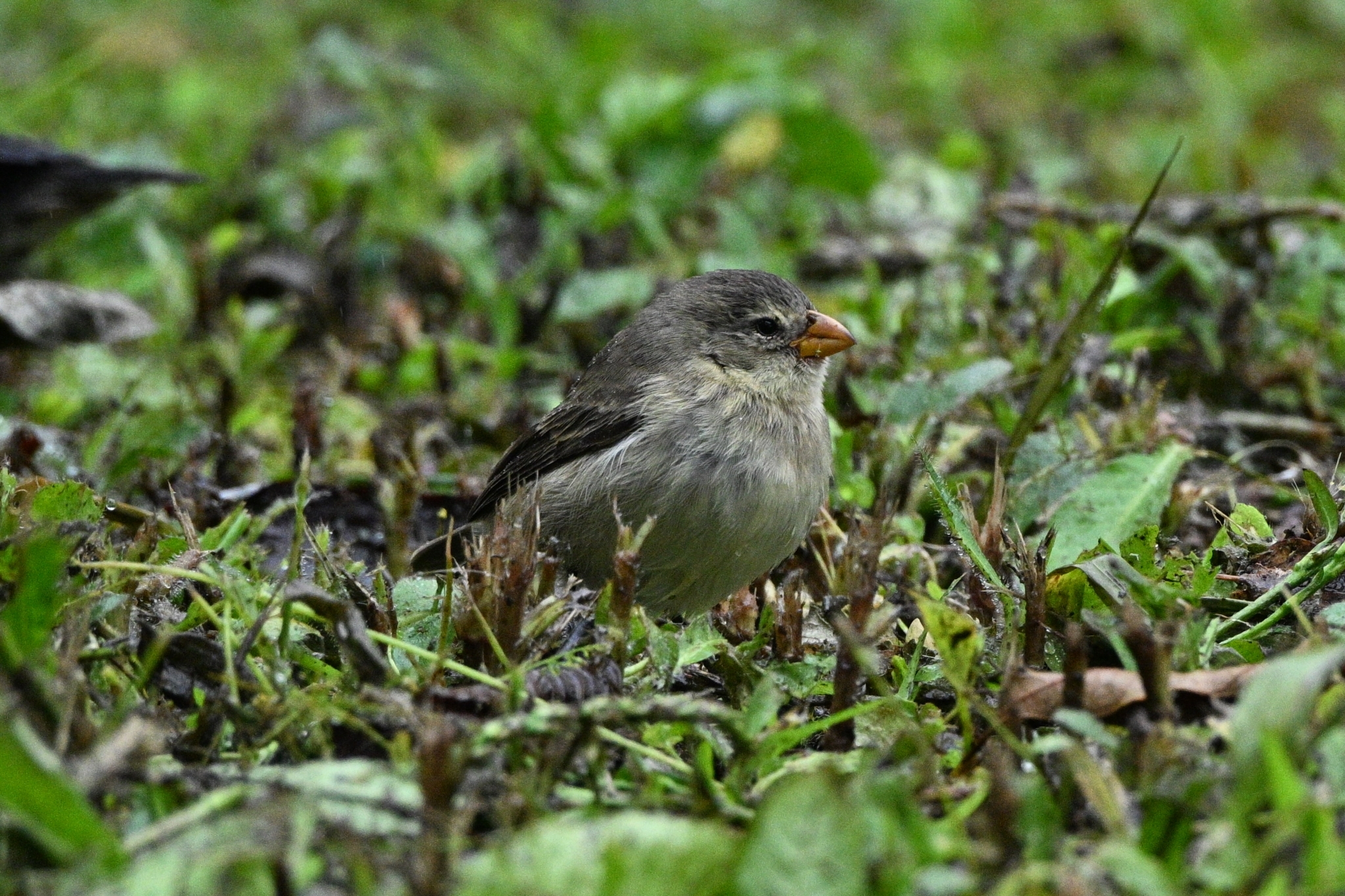Small Tree Finch (Camarhynchus parvulus), photo 6