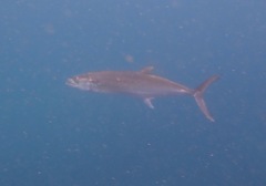 Scomberomorus sierra