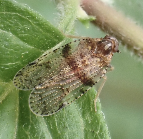 Cixius distinguendus