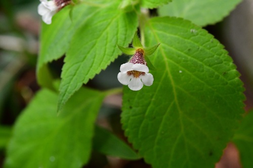 Achimenes warszewicziana (Achimenes warszewicziana)