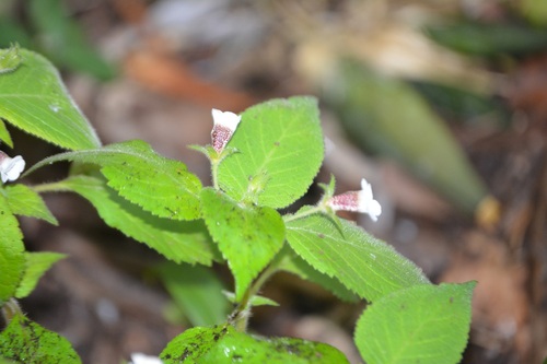 Achimenes warszewicziana (Achimenes warszewicziana)