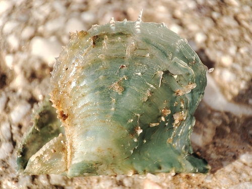 Pinctada radiata