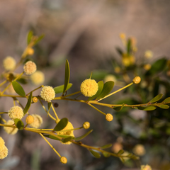 Acacia melleodora