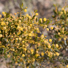 Acacia melleodora