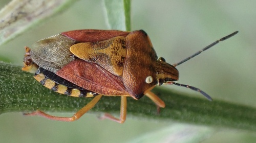 Black-shouldered Shieldbug photo 5