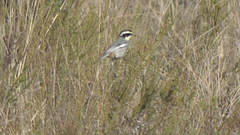 Microspingus torquatus