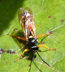 Ichneumon lotatorius