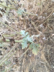 Ambrosia acanthicarpa