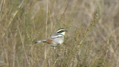 Microspingus torquatus