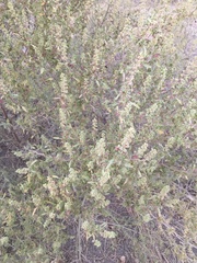 Ambrosia acanthicarpa