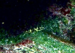Halichoeres nicholsi