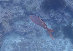 Cephalopholis colonus