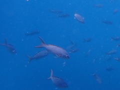 Cephalopholis colonus