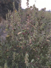 Ambrosia acanthicarpa