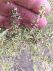 Ambrosia acanthicarpa