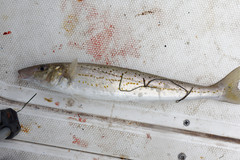 Sillaginodes punctatus