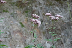 Eupatorium cannabinum
