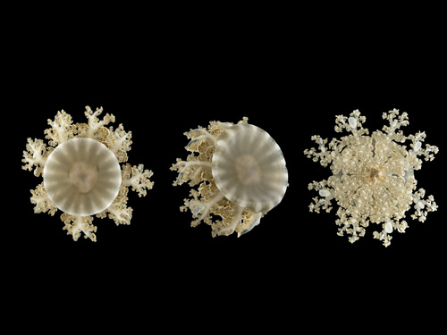 Cassiopea xamachana (Cassiopea xamachana), a species recorded in Florida
