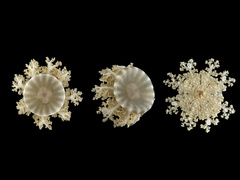 Cassiopea xamachana
