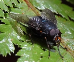 Calliphoroides antennatis