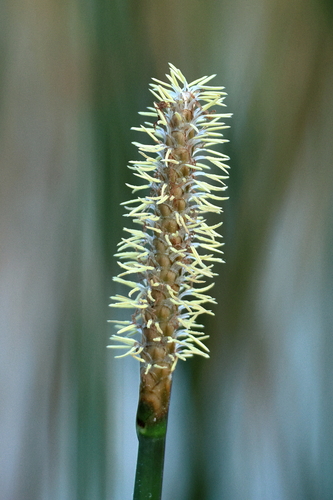 Eleocharis interstincta, photograph 5