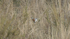 Microspingus torquatus