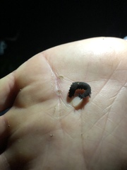 Hylonomoipos brookensis