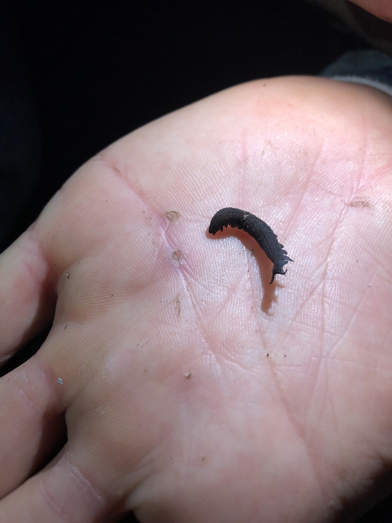 Hylonomoipos