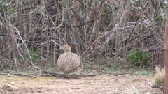 Nothoprocta cinerascens