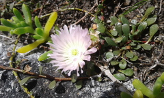 Disphyma australe australe