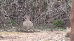 Nothoprocta cinerascens