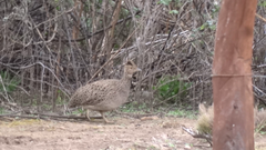 Nothoprocta cinerascens