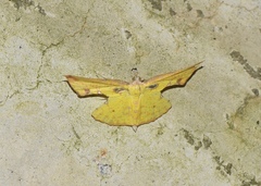 Corymica