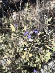 Salvia parryi