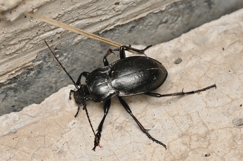 Carabus vladimirskyi
