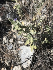 Salvia parryi
