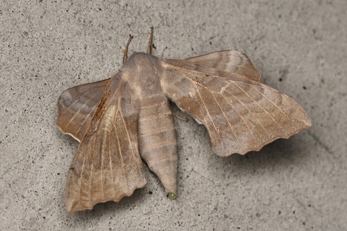 Aspen Hawkmoth