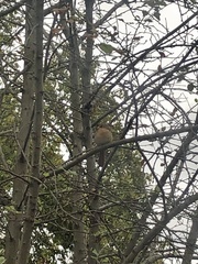 Cardinalis cardinalis