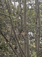 Cardinalis cardinalis