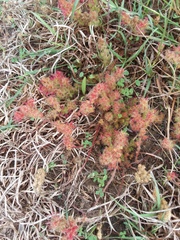 Acalypha radians