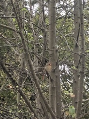 Cardinalis cardinalis