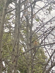 Cardinalis cardinalis