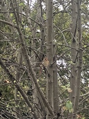 Cardinalis cardinalis