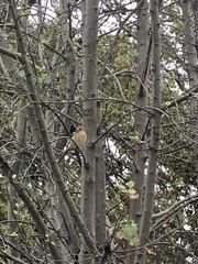 Cardinalis cardinalis