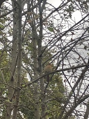 Cardinalis cardinalis