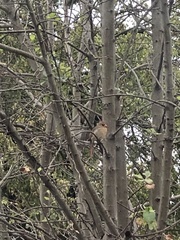 Cardinalis cardinalis