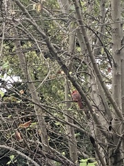 Cardinalis cardinalis