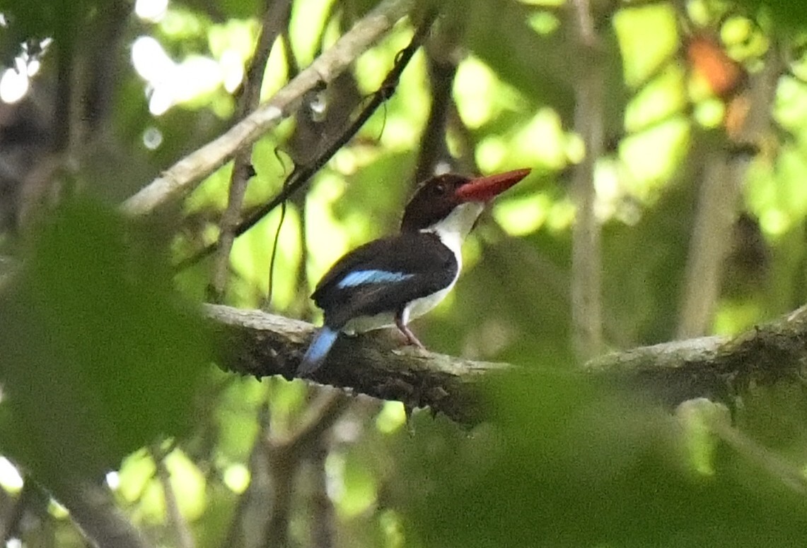 Chocolate-backed Kingfisher (Halcyon badia), photo 6